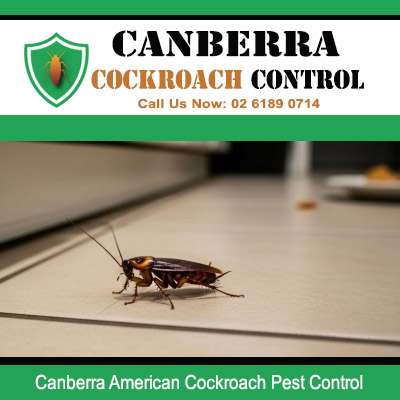 American cockroach on kitchen counter requiring professional pest control in Canberra