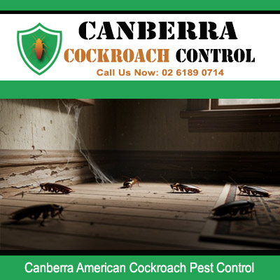 American cockroach pest control for Canberra kitchens and hard to reach areas