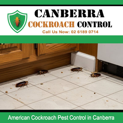 American cockroach infestation on tiled floor needing professional extermination in Canberra