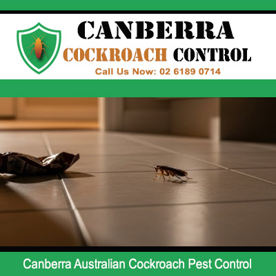 Professional Australian cockroach pest control treatment available in Canberra ACT