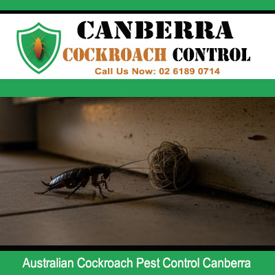 Australian cockroach on floor requiring professional pest control services in Canberra