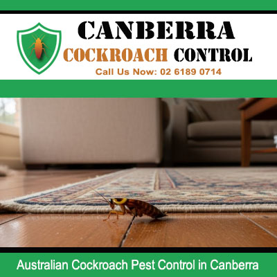Pest control for Australian cockroaches found on floors in Canberra homes