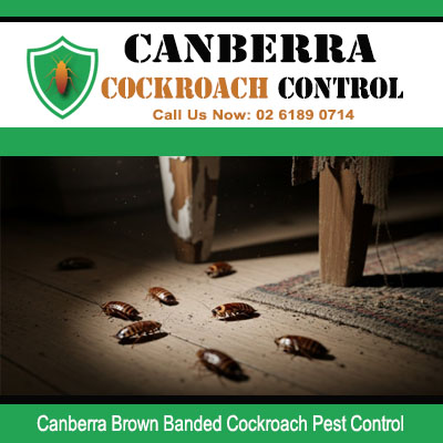 Brown banded cockroaches on flooring in Canberra home needing expert treatment