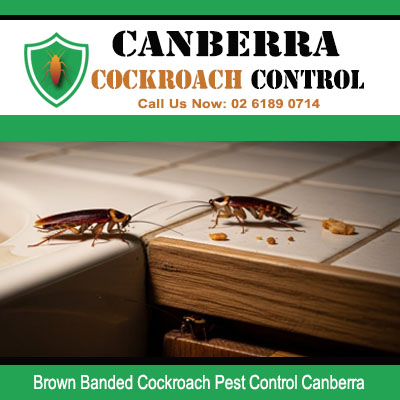 Brown banded cockroaches on tile surface requiring professional pest control in Canberra
