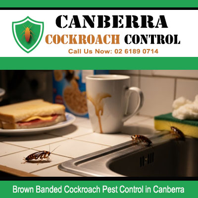 Brown banded cockroach infestation on kitchen benchtop needing extermination in Canberra ACT