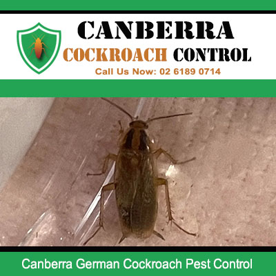 German cockroach pest control services in Canberra by professional exterminators