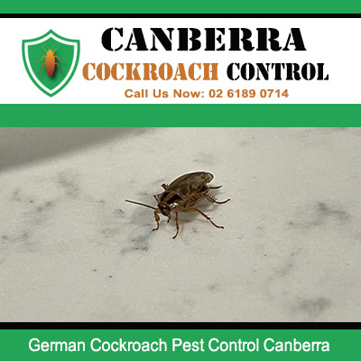 German cockroach on floor requiring professional pest control services in Canberra