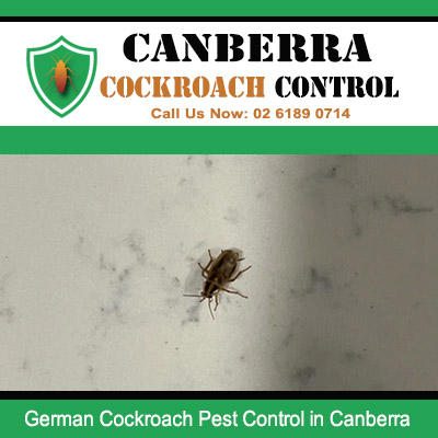German cockroach control specialists providing effective pest removal solutions in Canberra