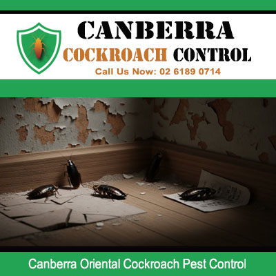 Oriental cockroaches in damaged wall cavity requiring pest control services in Canberra