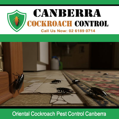 Oriental cockroaches on kitchen counter requiring professional pest control in Canberra