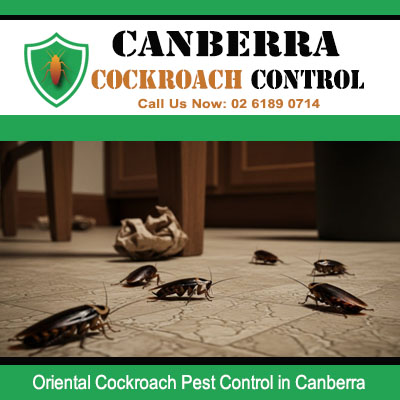 Oriental cockroach infestation on tile floor needing extermination treatment in Canberra ACT